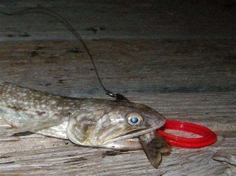 Large Scale Grinner On A Baited Plastic Fishing