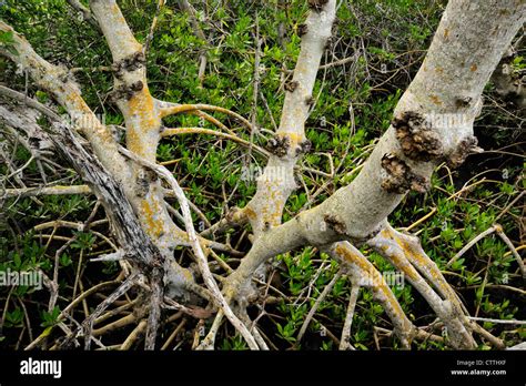 Red Mangrove Rhizophora Mangle Hi Res Stock Photography And Images Alamy