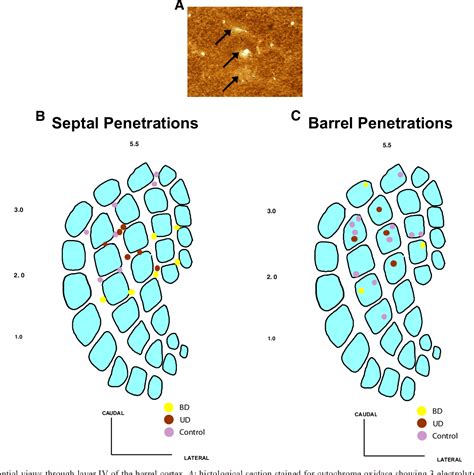 Figure 1 From Neonatal Sensory Deprivation And The Development Of Cortical Function Unilateral