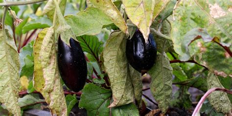 Eggplant Plant Wilting How To Fix Drooping Eggplant Gfl Outdoors