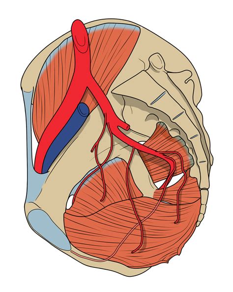 Blood Supply to the Pelvis (sagittal section, medial view) Diagram ...