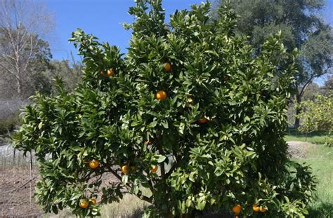 Orange Washington Navel Lakeside Plants And Nursery