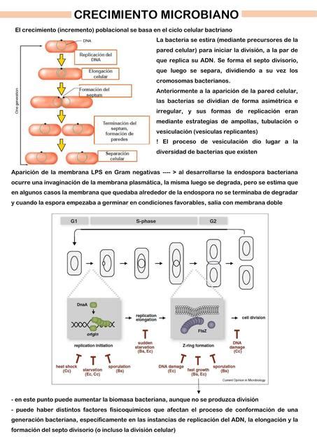 Crecimiento Microbiano BIOTECH SG Sofía Gagliardi uDocz