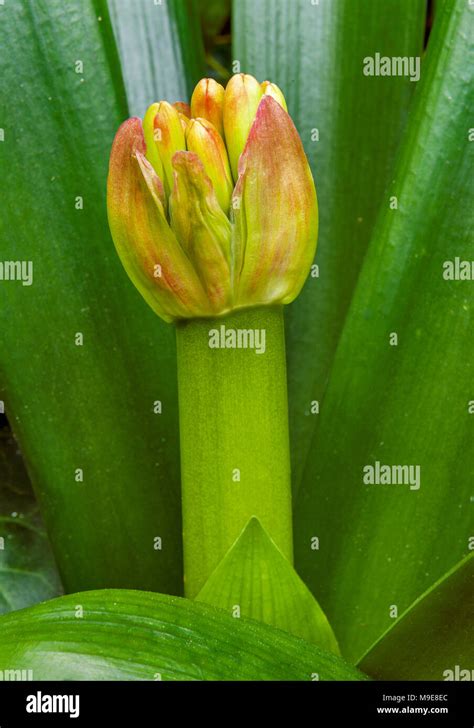 Clivia Flower Bud Amaryllidaceae Kaffir Lily Cypress Garden Mill