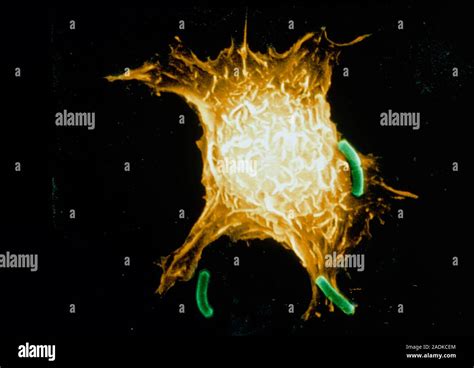 Los Macrófagos Atacan A Las Bacterias Color Análisis Micrografía De