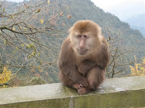 Albus Dumbledore AKA Tibetan Macaque | Featured Creature