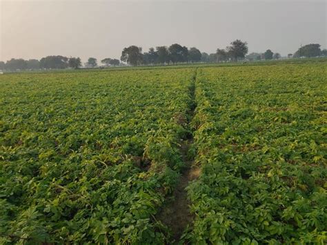 Farmers Worried Due To Unseasonal Rain In Hathras हाथरस में बिना मौसम बरसात से किसान चिंतित