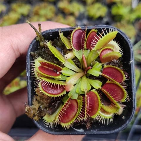 Jual Venus Flytrap Tanaman Karnivora Pemakan Serangga Shopee Indonesia