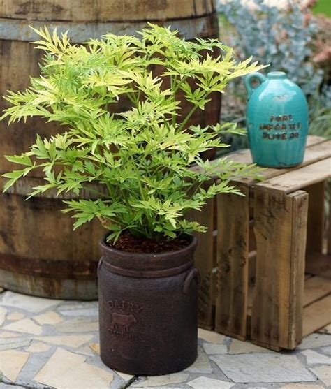 12 Shrubs That Like Wet Soil Balcony Garden Web