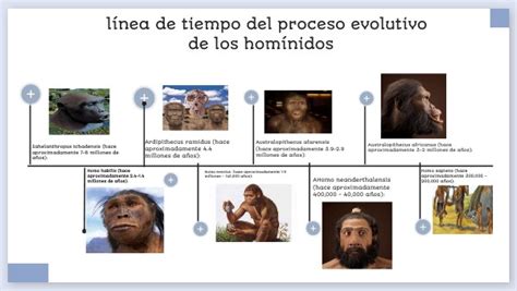 Línea De Tiempo Del Proceso Evolutivo De Los Homínidos