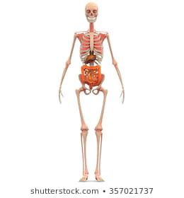 Skeleton Human Front Anterior View Stands Stock Vector Royalty Free