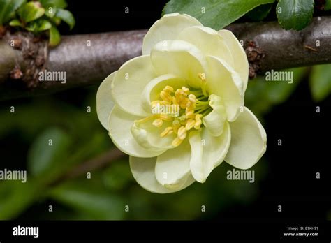 Flowering Quince Chaenomeles X Superba Flower Stock Photo Alamy