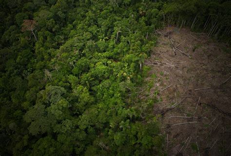 Help us prevent deforestation – Rainforest Trust