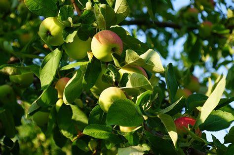 Manzanas Frutas Comida Foto Gratis En Pixabay Pixabay