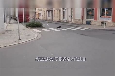 猫被老鼠追赶满街乱跑，引路人注意：这是猫吗？ 满街 引路人 老鼠