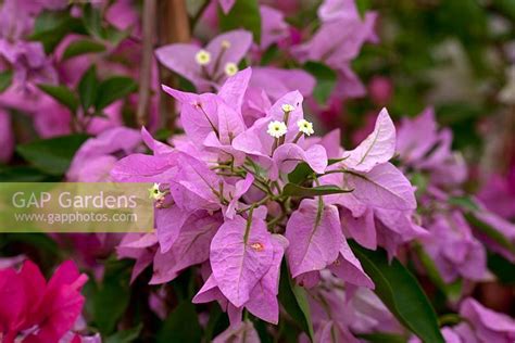 Bougainvillea Singa Stock Photo By Jenny Lilly Image 0237820