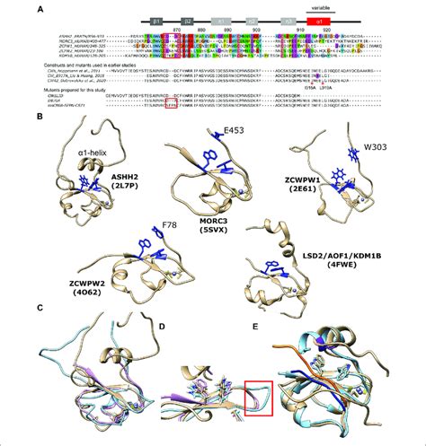 Overview Of Cw Domains And Structural Analysis A Top Sequence