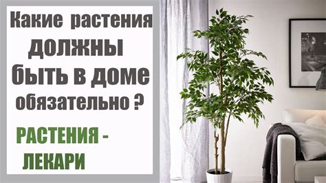 РАСТЕНИЯ - ЛЕКАРИ: эти КОМНАТНЫЕ РАСТЕНИЯ избавят от головных болей ...