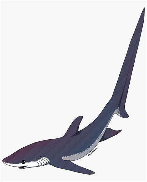 Thresher Shark Tattoo - Thresher Shark Silhouette Png - 826x967 PNG ...