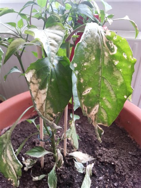 What is happening to my red pepper plant? Can I fix this or is it going