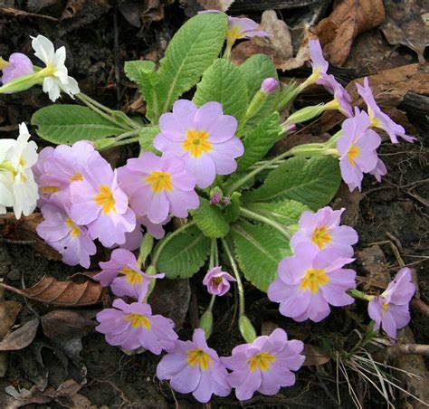 Primula vulgaris - Изображение особи - Плантариум