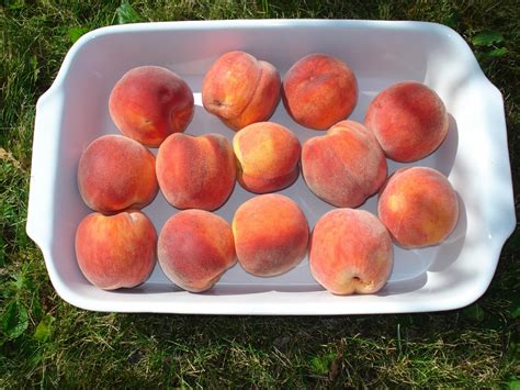 meganloveslulu: Millions of Peaches, Peaches for Me