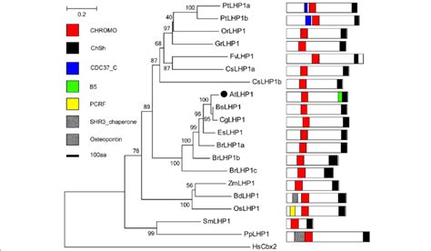 Phylogenetic Tree Of Lhp Proteins In The Green Lineage Plant Lhp