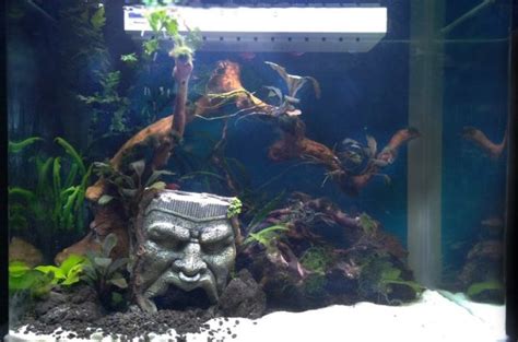 Мой аквариум с Tetra - Мой аквариум с Tetra