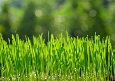 Wheatgrass Care - How To Grow And Harvest Wheatgrass
