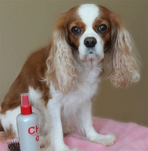 how-to-bathe-your-cavalier-king-charles-spaniel | Dog Grooming Tutorial