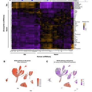 Conservation Of Cell Type Specific Gene Expression Signatures A