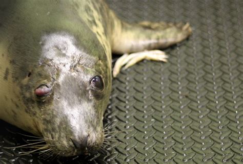 What Does Hedgehog Poo Look Like? - Scottish SPCA Advice