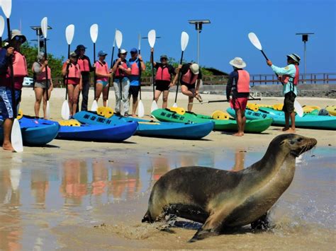 Tour De Kayak A Tintoreras Agencia Darwin Scuba Dive Tours Diarios