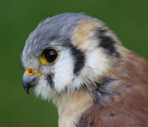 Trauerkraut On Twitter My Today S Birdsofprey Are Common Kestrels