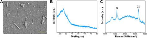 Frontiers Graphene Substrates Promote The Differentiation Of Inner