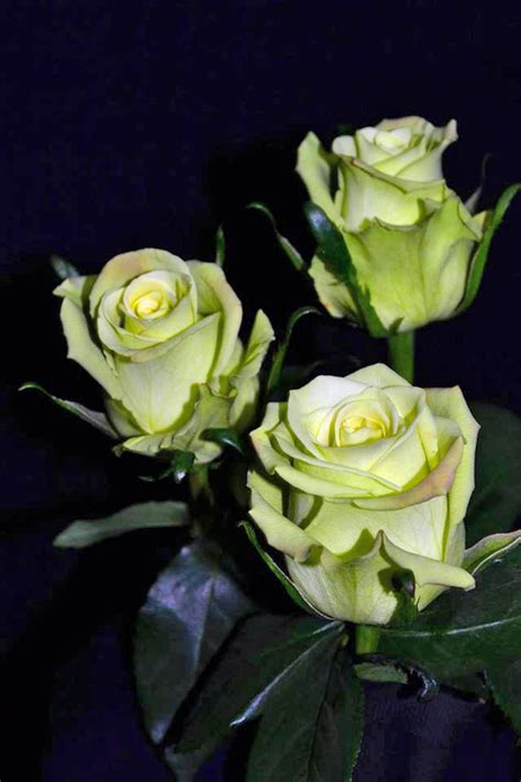 Роза Жаде Фото И Описание – Telegraph