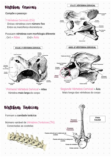 Esqueleto Axial Veterin Ria Anatomia Veterin Ria I