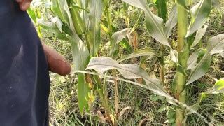 Free Corn Field Porn Videos From Thumbzilla