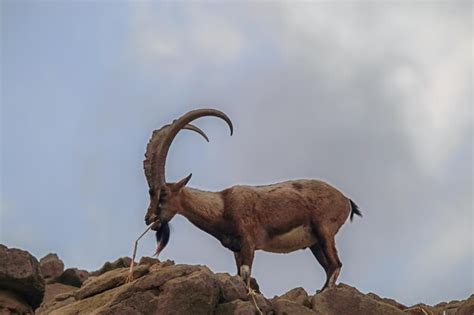 Premium Photo | Ibex or mountain goat in the habitat mountain goat or wild goat in the mountains