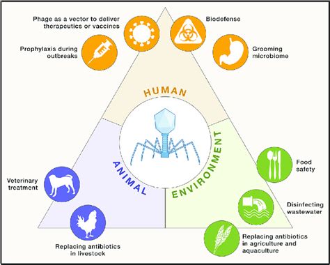 Potential phage therapy applications from the One Health perspective ...