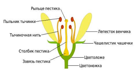 Строение цветка. Соцветия — что это, определение и ответ