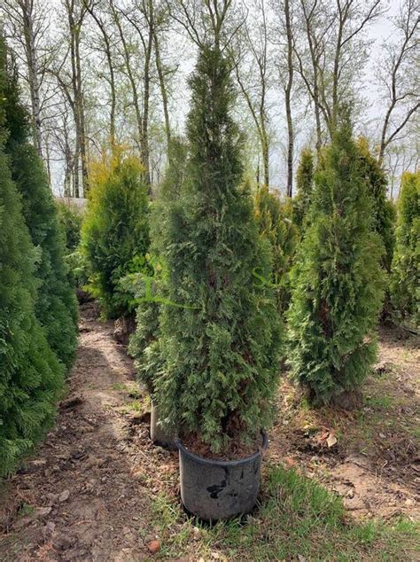 Туя западная "Smaragd Variegata" (Смарагд Вариегата) купить по цене ...