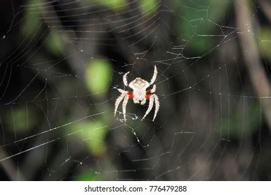 Darwin S Bark Spider Royalty Free Images Stock Photos Pictures