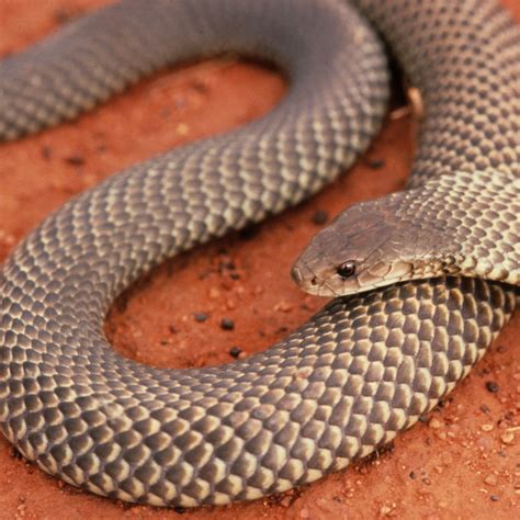 King brown snake | Uluru-Kata Tjuta National Park