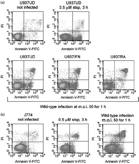 Shigella Infected Macrophage Like Cells Expose Ps As A Result Of Rapid