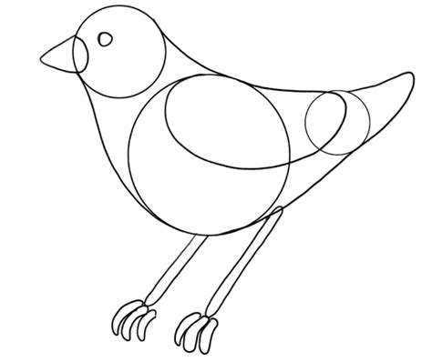 bird drawing guide  beginners  steps video images