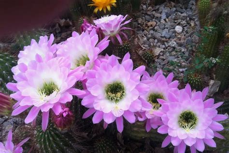 Cactus Plants That Flower: 9 Stunning Varieties - Ultimate Guide