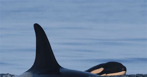 Orca Whale That Spent 17 Days Carrying Dead Calf Gives Birth Again