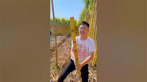 Life And Cutting Sugarcane In Rural Area Shorts Sugarcane Chinese