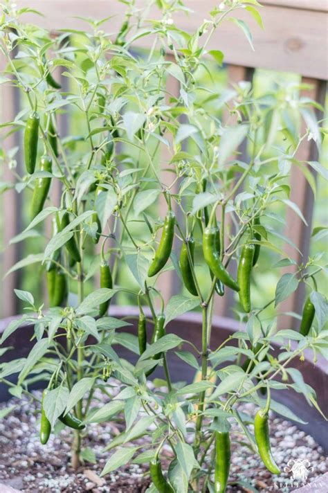 Serrano Pepper Plant Care - SAM Vegetable